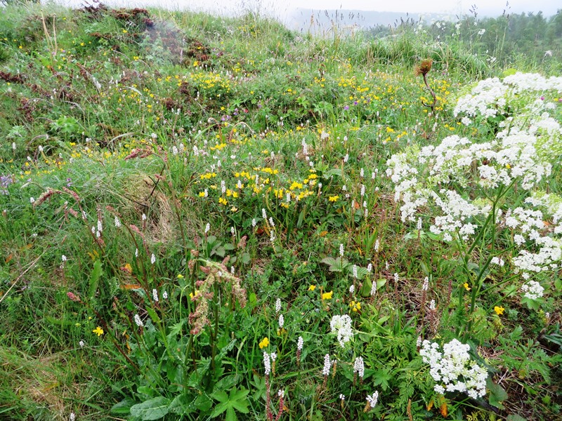 Vegetation Nordnorwegen