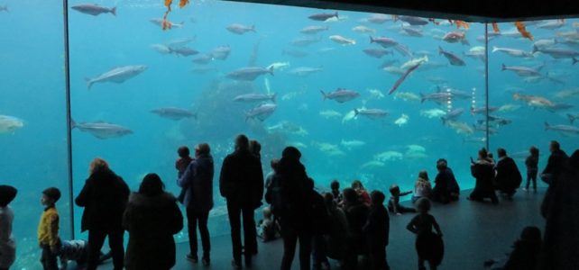 Aquarium Alesund Gäste