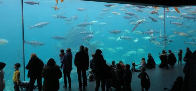Ausflug in Alesund: Aquarium und Aksla (Nr. 2D) Aquarium Alesund Gäste