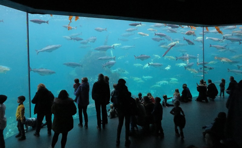 Aquarium Alesund Gäste