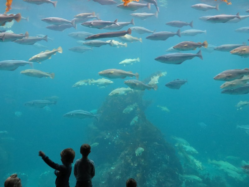Aquarium Alesund Kinder