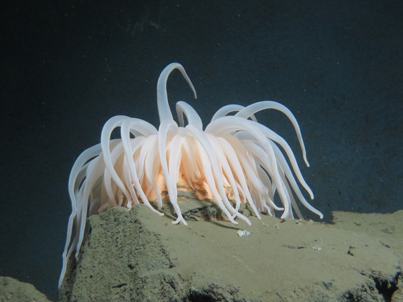 Aquarium Alesund Seeanemone