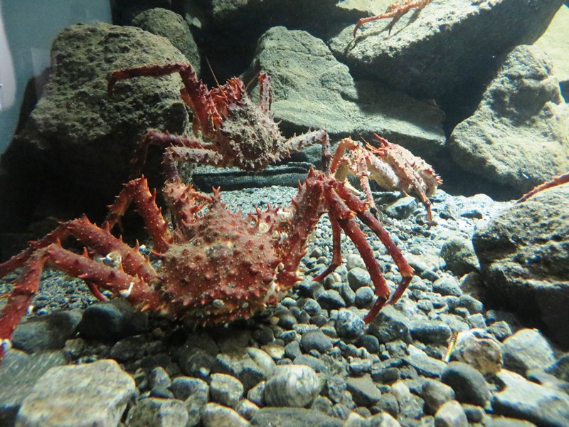 Aquarium Alesund Königskrabbe