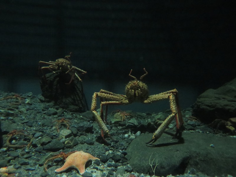 Aquarium Alesund King Crab